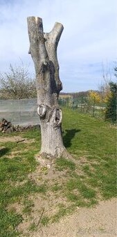 Ořech dřevo