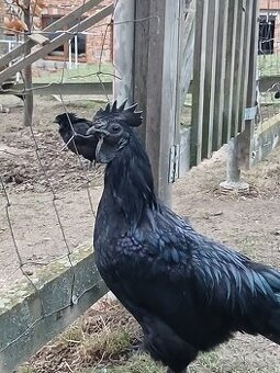 Ayam cemani  - násadová vejce