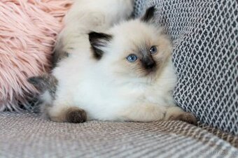 Ragdoll koťátka