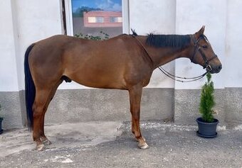AQH pleasure/hunter valach
