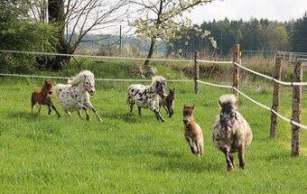 Koupím pony klisnu -palomino/plavák