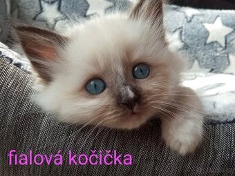 Ragdoll koťátka bez pp