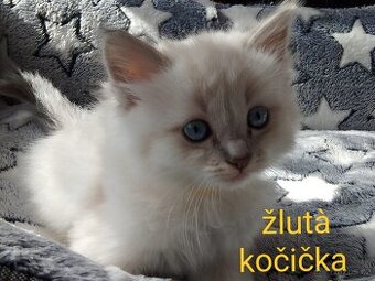 Ragdoll koťátka bez pp