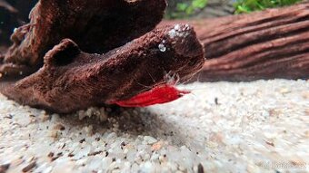 Akvarijní krevetky Neocaridina davidi "Red Cherry"