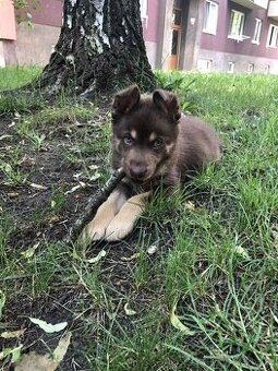 Australska kelpie