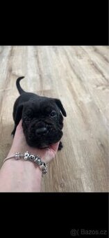Štěně cane corso