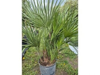 Žumara nízká - Chamareops Humilis 15l mrazuvzdorná palma