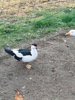 Prodám letošní pižmovky