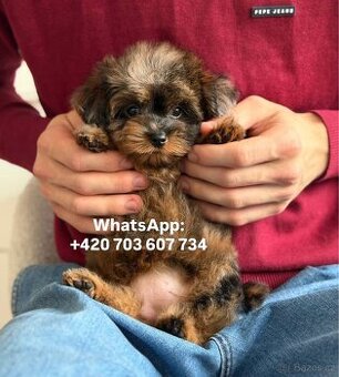 štěňátko maltipoo v černo-hnědé barvě Fenka