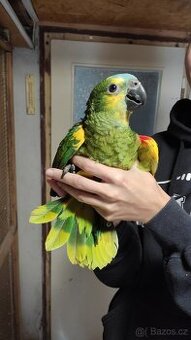 Amazoňan modročelý 0,2 ručně dokrmená