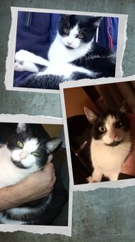 Půlroční kocourek do dobrých rukou