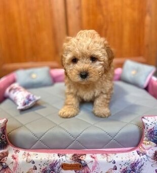 Maltipoo