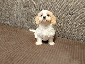 Cavapoo