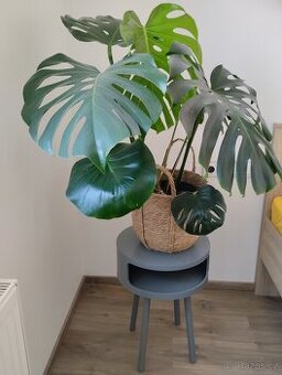 Monstera