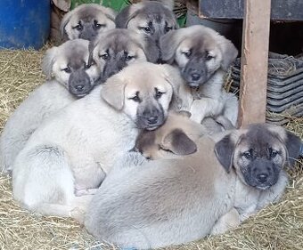 Kangalský pastevecký pes- štěňátka již k odběru