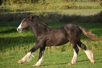 Hřebeček  irského coba po úspěšných rodičích