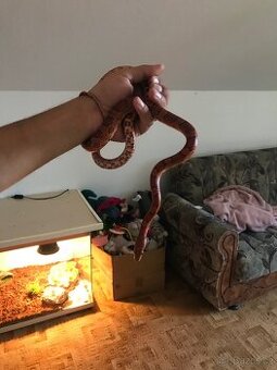 Prodam uzivku cervenou i s terariem