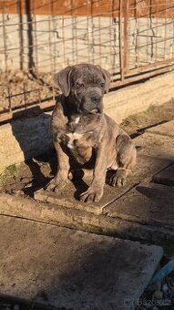 Cane Corso s PP