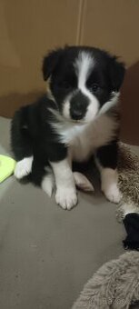 Štěňata Borderkolie