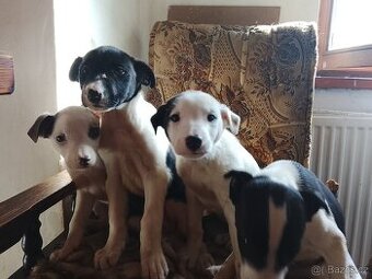 top nabídka štěňátka