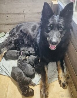 Štěně chodský pes