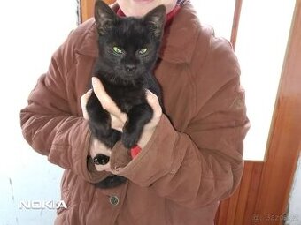 Daruji kocourka a kočičku