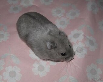 Křeček campbell s PP - BLUE