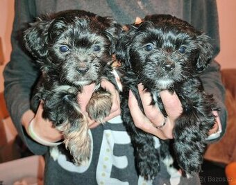 Havanský psík štěňátka fenky