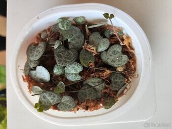 Ceropegia woodii řízky - Svícník