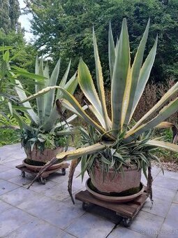 Agave vzrostlé rostliny