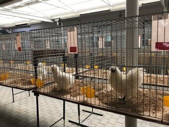 Kohoutci hedvabnicka bílá vousata