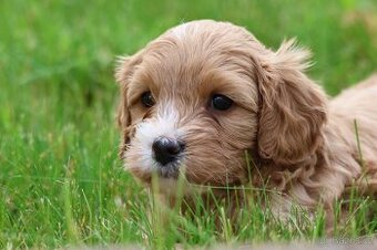 Cavapoo štěňátka