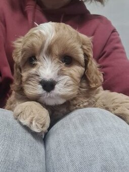 Cavapoo štěňátka