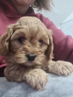 Cavapoo štěňátko