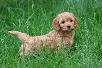 Cavapoo štěňátko
