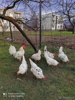 Vlaska exchequer NV