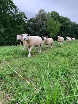 Plemenné jehnice Texel