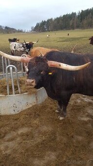 Plemenný býk Texas Longhorn na prodej