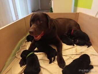 Labradorský retriver