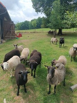 Letošní jehňata Shetlandské ovce - beránci