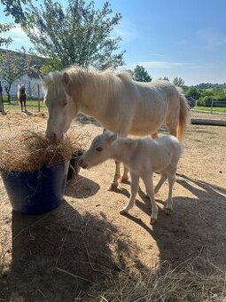Minihorse klisna 3v1 - 1
