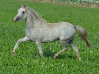 Welsh mountain pony - klisna