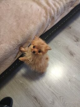 Pomeranian mini Boo