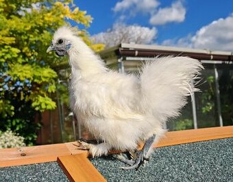 Hedvábnička bílá zdrobnělá bezvousá - kohoutci