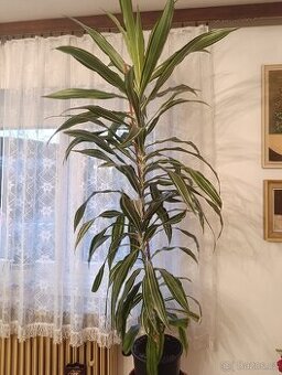 Dracena