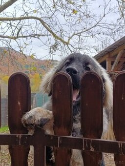 Šarplaninský pastevecký pes