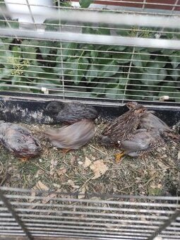 Prodám mladé křepelky