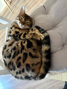 Prodám bengálskou kočku s PP, 3,5 roku