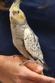 Letošní mláďata korely chocholaté z bytu vhodná na ochočení