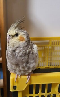 Mládě korely z bytu - 4,5 měsíce stará samice